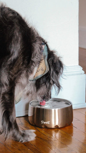 S’well Pyrite Dog Bowl