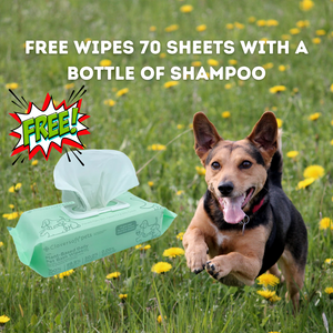 Cloversoft Pets Antifungal Shampoo 750ml PROMO LAUNCH: FREE WIPES (70 Sheets)